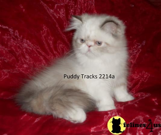 Puddy Tracks Picture 3